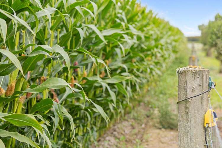 349 Wakanui Road Ashburton_7