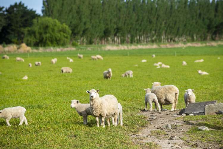 2225 State Highway 2 Whakaki_11