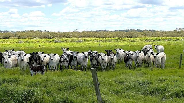 194 Whakatu Road Ruawai_2