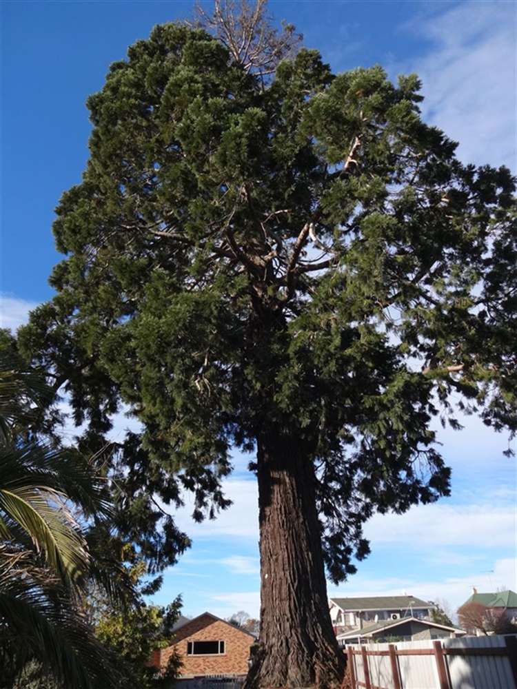 199 King Street Temuka_23