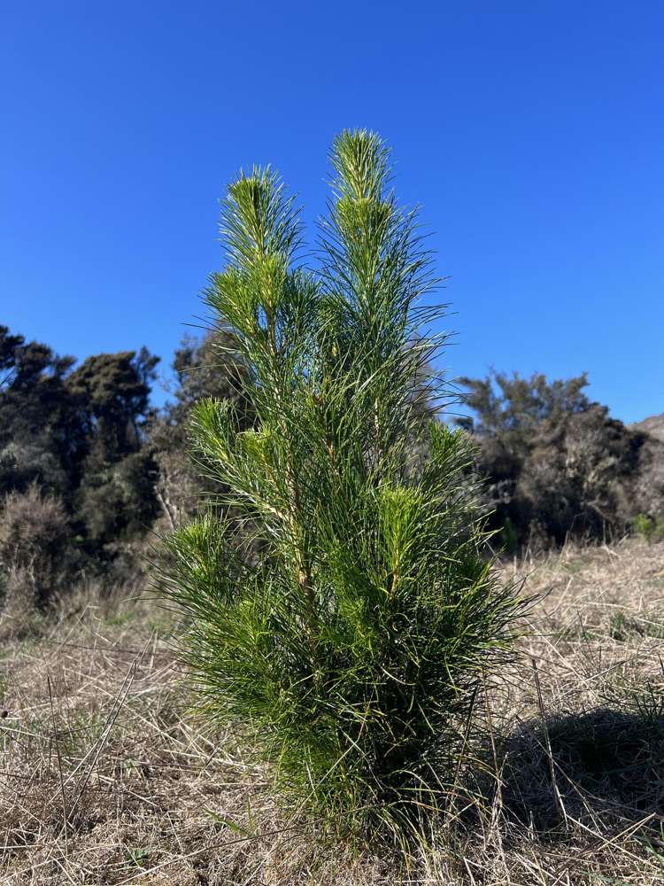 383 Lake Monowai Road Monowai_5