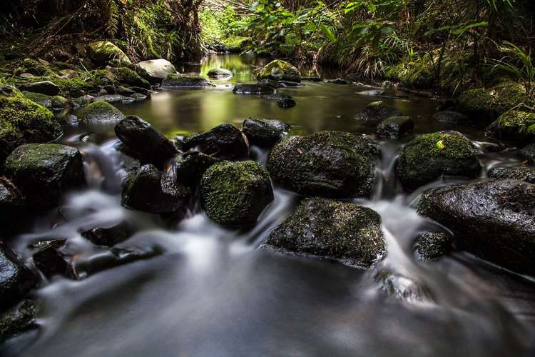 134 Lone Kauri Road Karekare_6