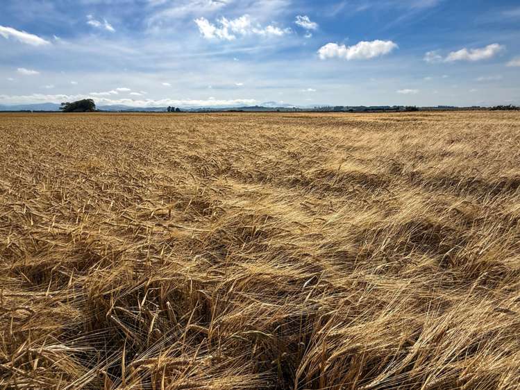 486 Steffan Road St Patricks_6