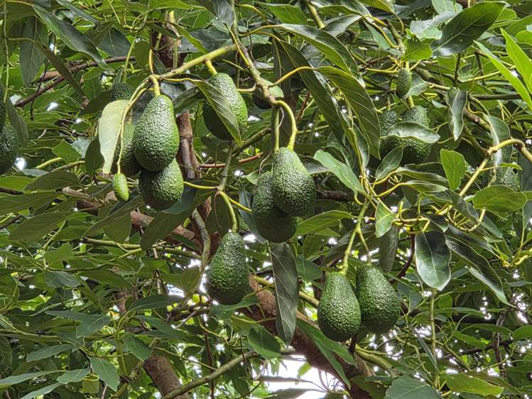 244 Beach Road Katikati_7