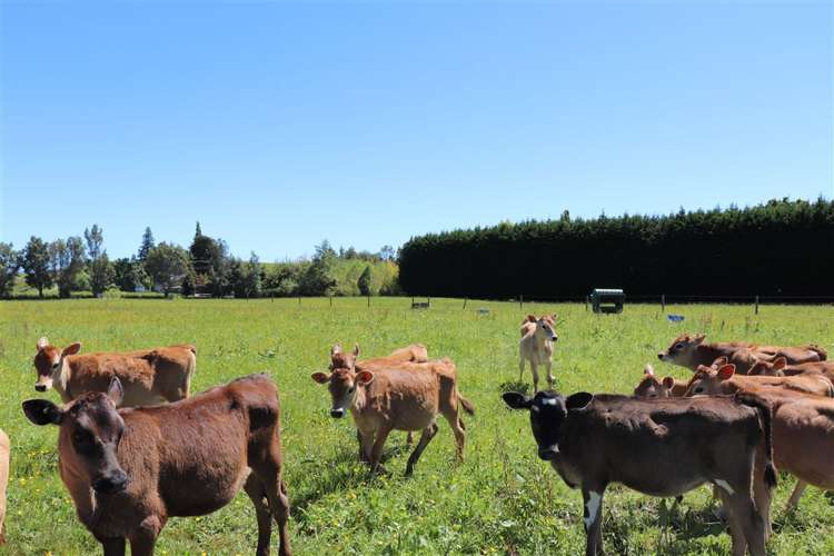 120 Patons Rock Road Kahurangi National Park_15