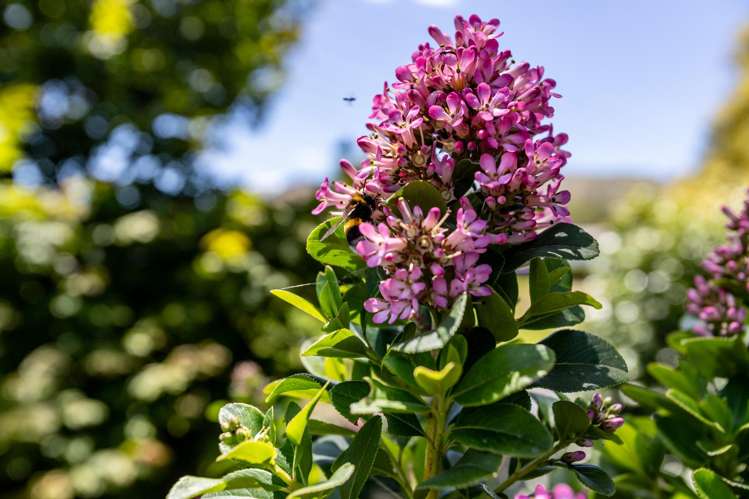 33 Aorangi Road Paeroa_24