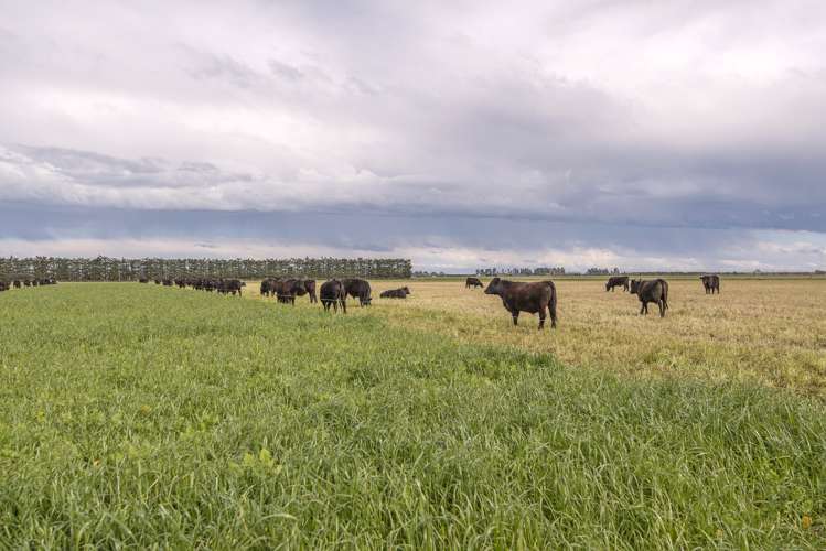 Taverners Road Chertsey_4