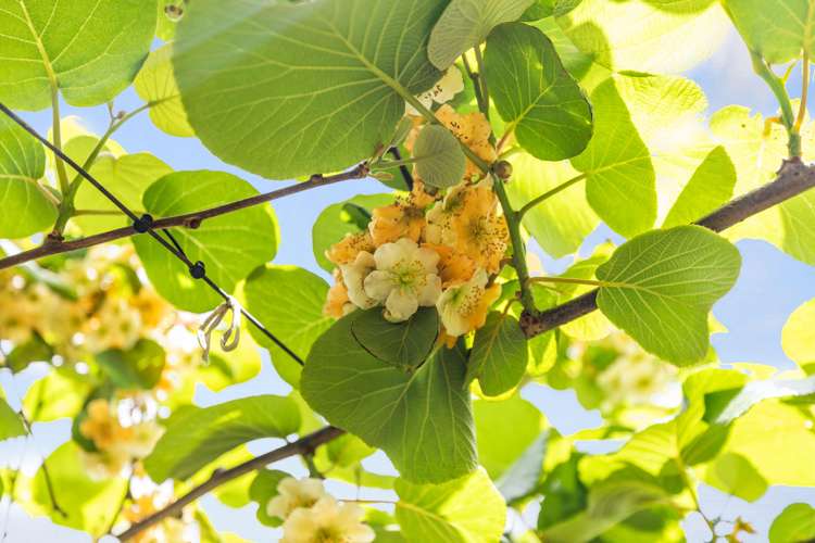 23 Wilson Road North Paengaroa_16