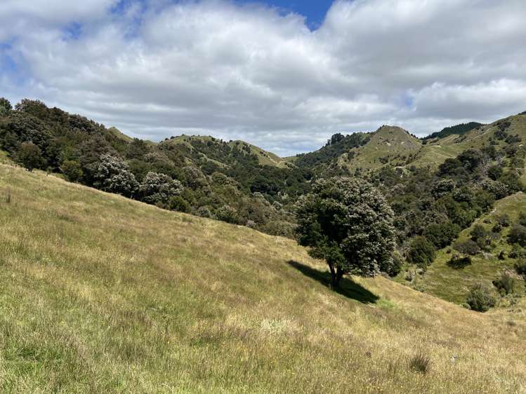 310 Branscombe Road Akitio_6