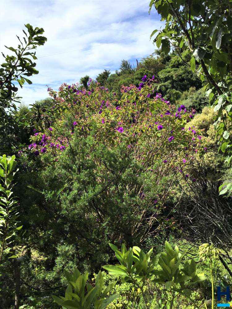 8 Gibbs Road Collingwood_27