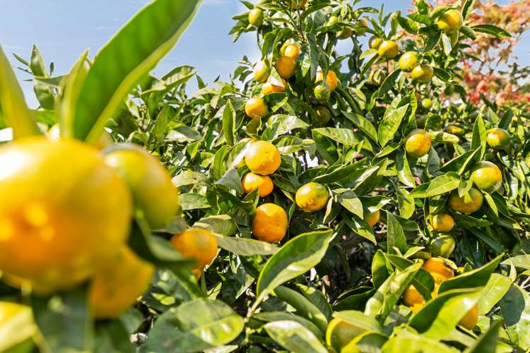 14a Truby King Street Merrilands_15