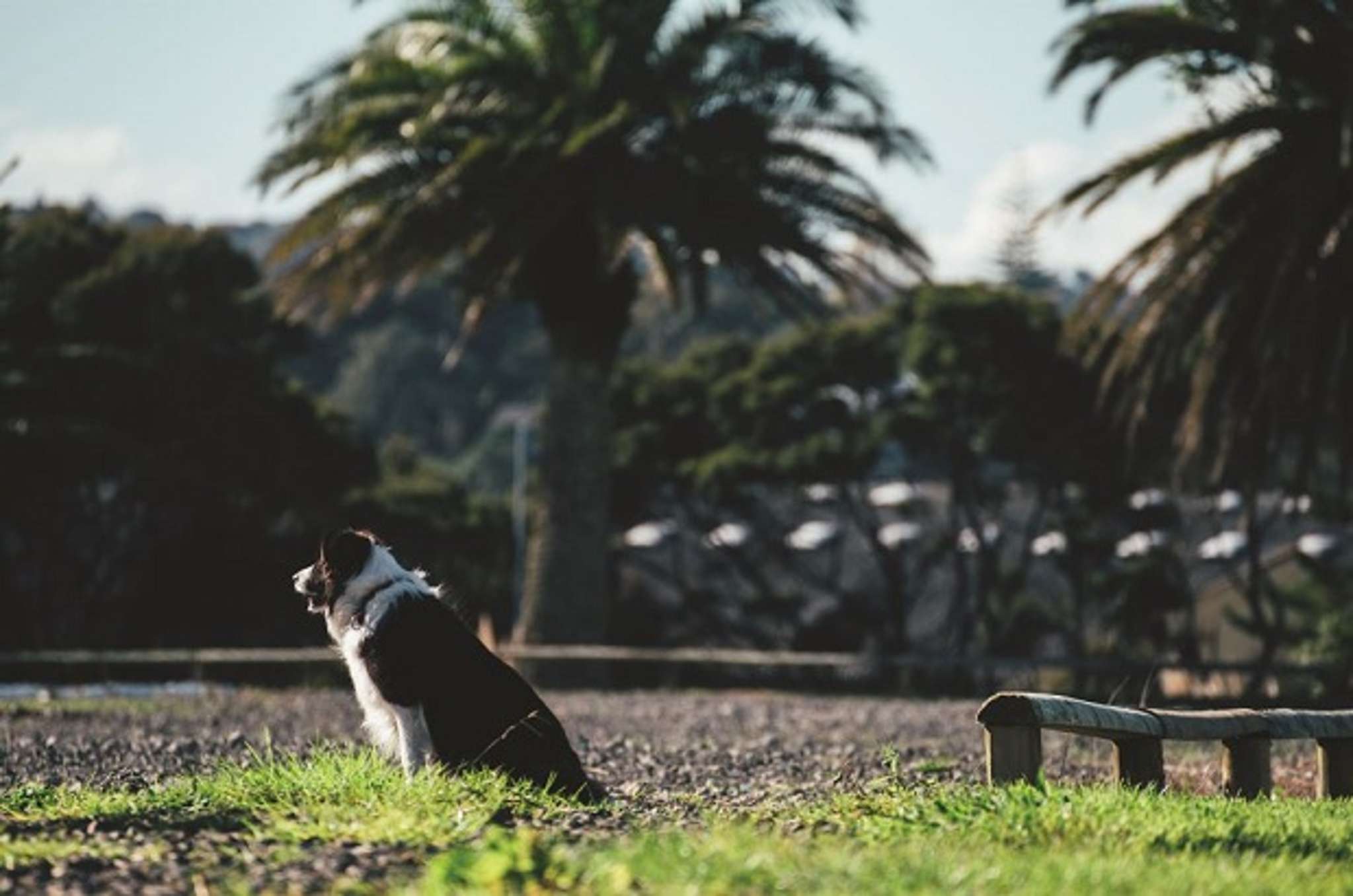 Apartments loosening the leash on dog ownership