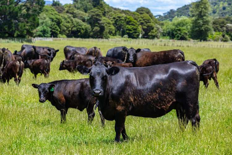 69 Titirangi Road Kenepuru Sounds_3