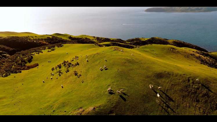 Pikarere Farm Porirua_12