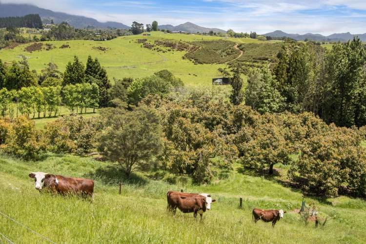 520 Wright Road Aongatete_19