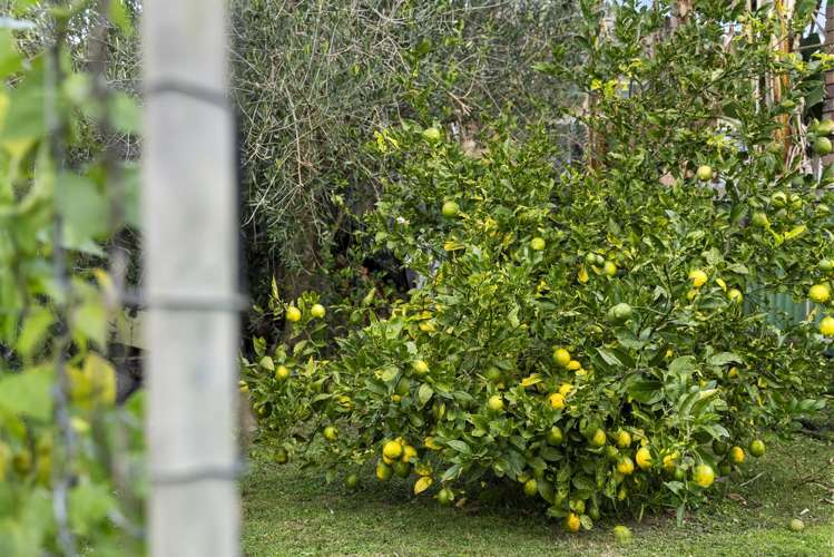 160 Rosebank Road Avondale_15