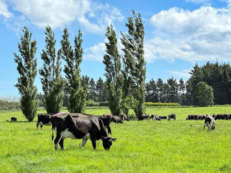 296 Oporo Flat Road Oporo_1