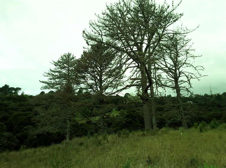 276d Okura River Road Long Bay_9