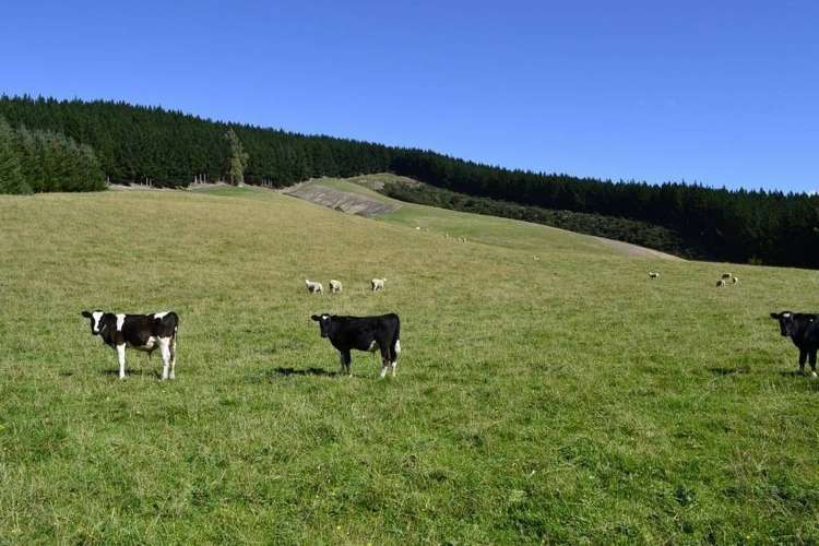 452 Falla Burn Road Balclutha_13