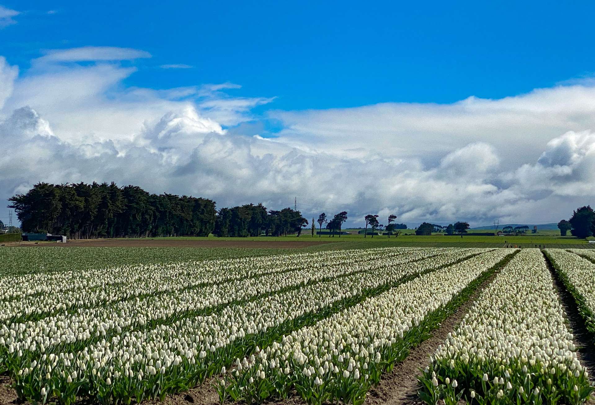 1596 Lorneville Dacre Highway Mabel Bush_0