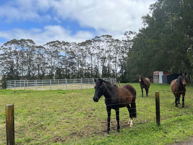 34 Macadamia Lane Kerikeri_5