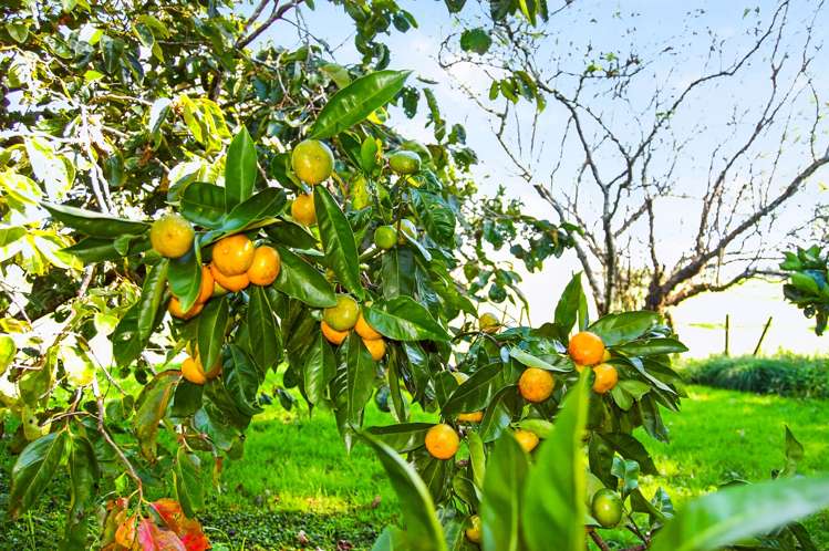 288 Valley Road Kaiwaka_25