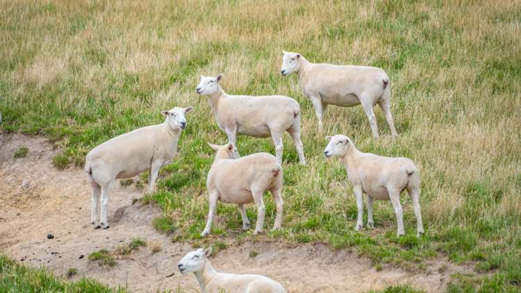 2 Cotswold Road Omihi_21