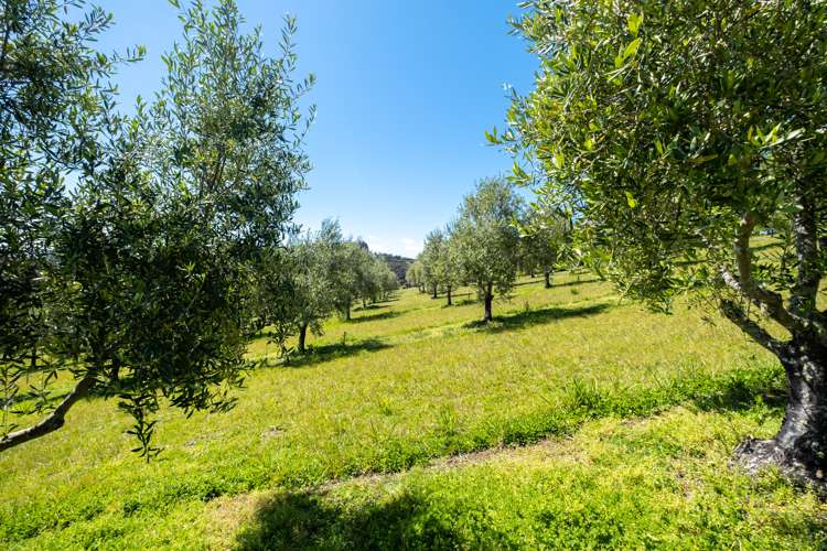 125b Frantoio Ridge Road Mangonui_34