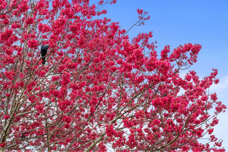 180 Mangawara Road Tahuna_24