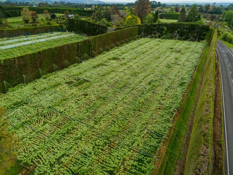 706 No 1 Road Te Puke_5