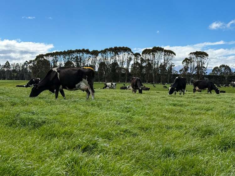 473 Clifden Gorge Road Eastern Bush_11