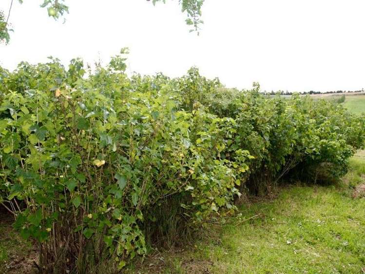 252 Tokarahi-Duntroon Road Five Forks and Surrounds_8