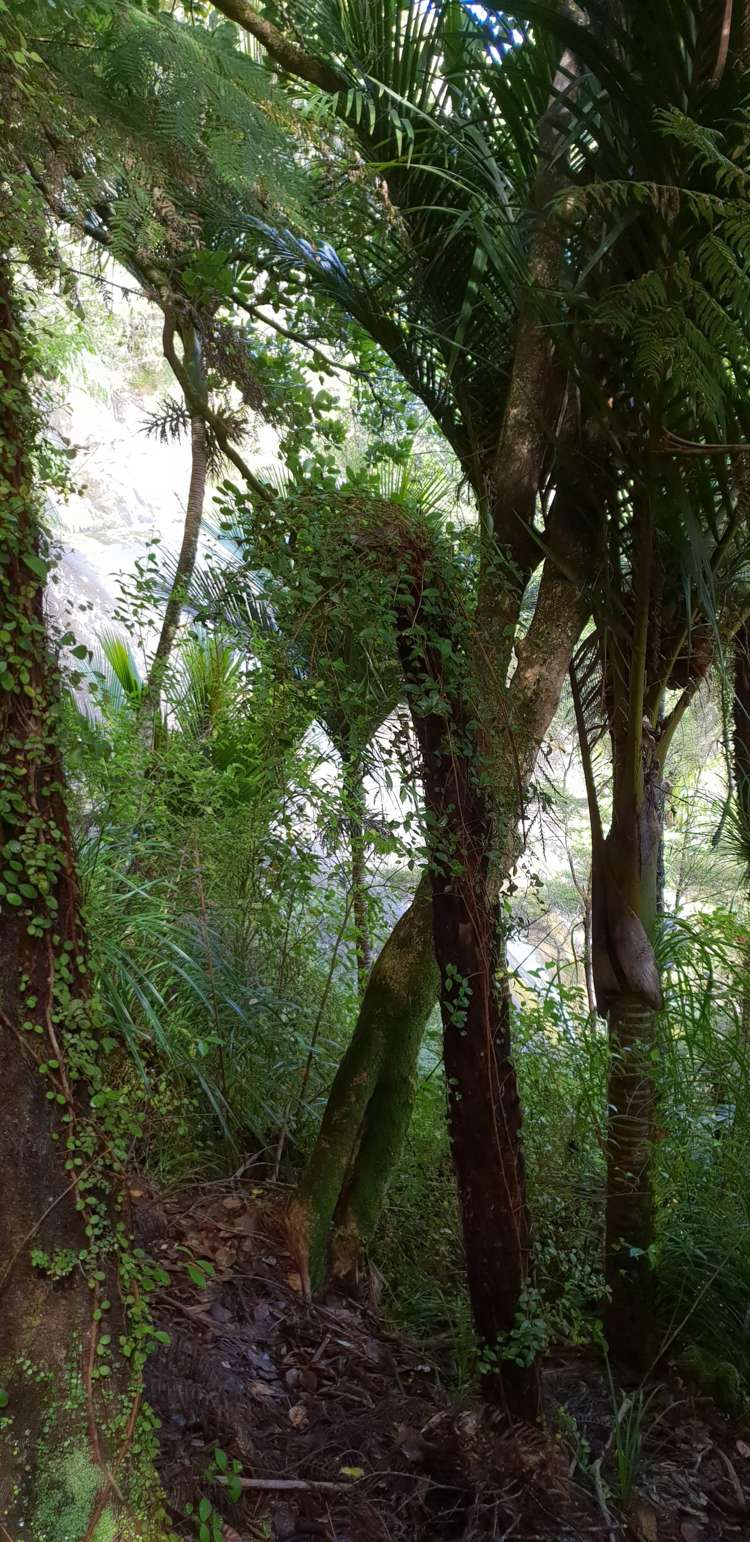 448 Moir Hill Road Warkworth_25