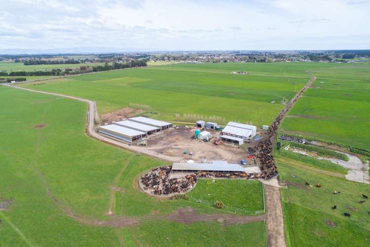 287 State Highway 1 Bulls_5