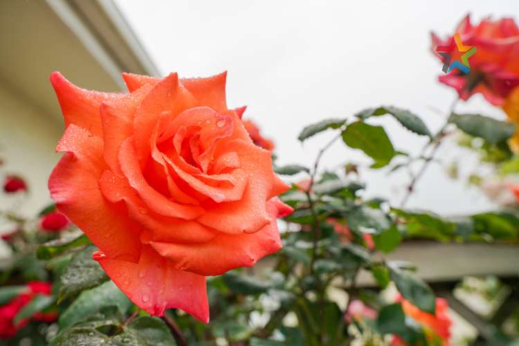 49 Mauchline Street Wallacetown_21