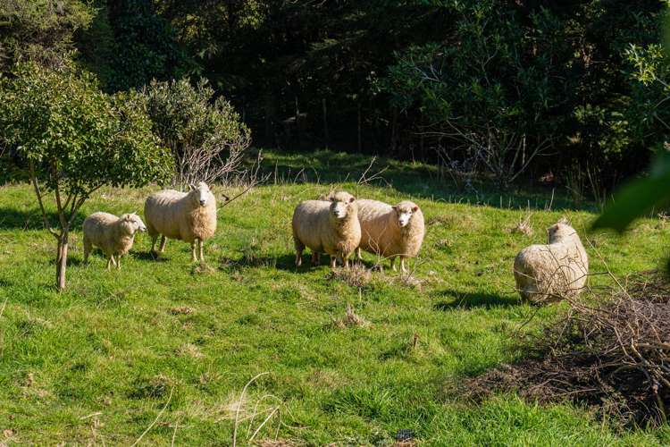 16 Tarapatiki Drive Whitianga_45