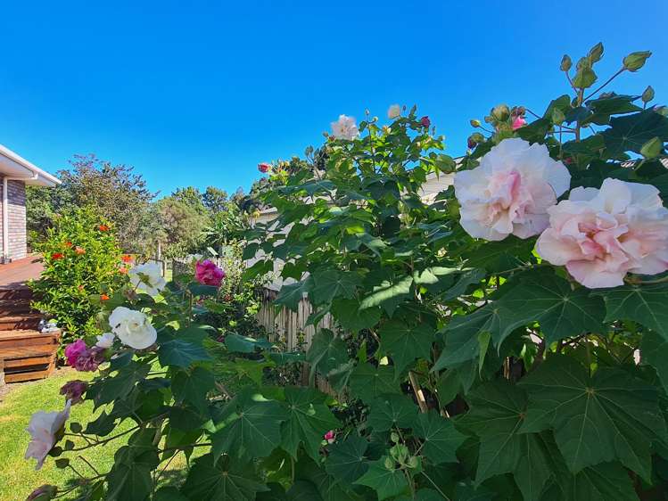 260A Edward Street Coromandel_12