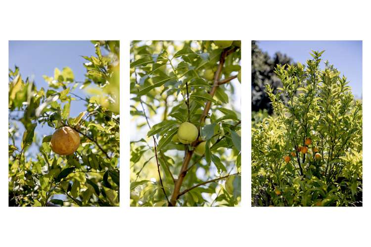 7 Ratima Place Whakatane_14