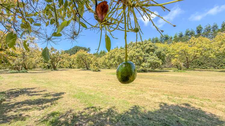 25 Orua Lane Whenuakite_6