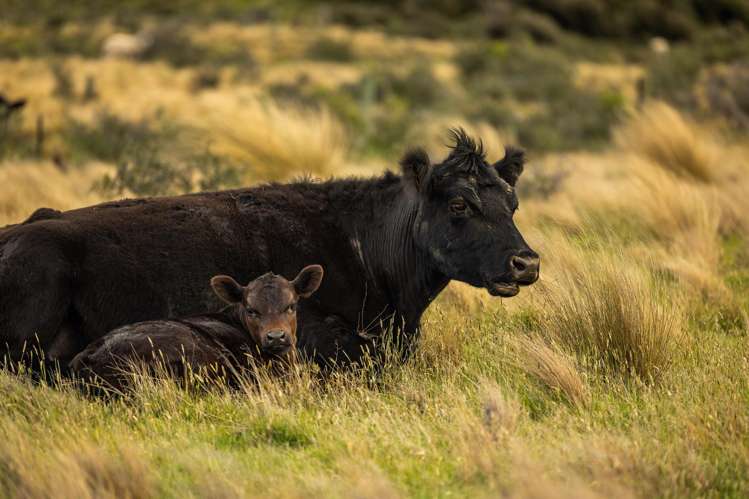 Lake Ohau Station Lake Ohau_31