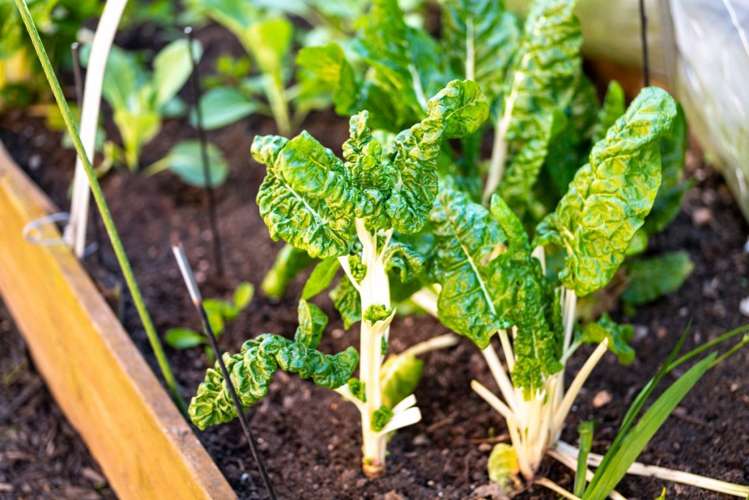 2/32 Nikau Street Stoke_25