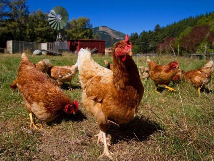 116 Para Road Picton_21