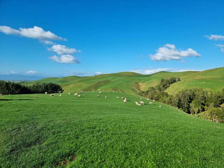 613 Waterworks Road Morrinsville_7