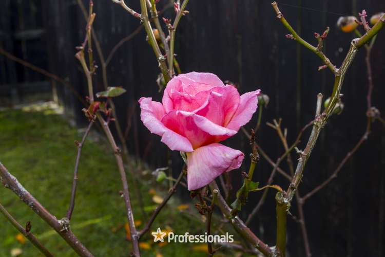 82b Mcleod Street Elderslea_22