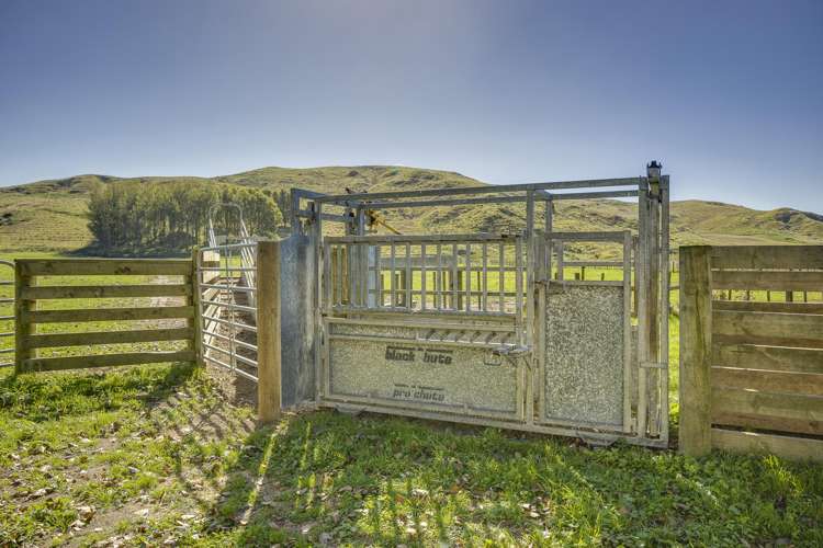 Paoanui Pourerere_10