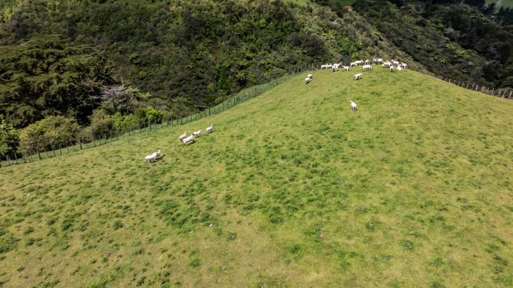 131 Tiromoana Road Maata_26