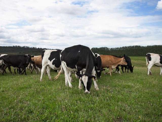 137 Sanson Road Ruawaro_3