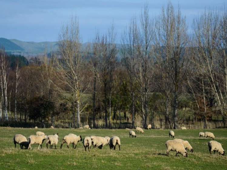 341 Hatuma Road Waipukurau and Surrounds_4