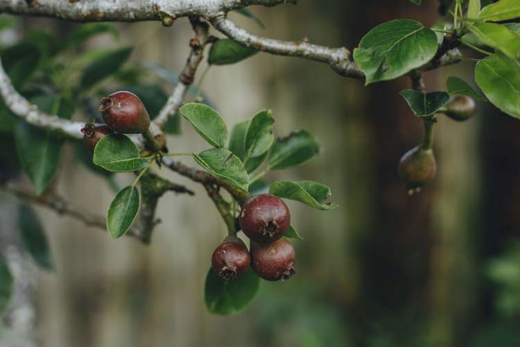 17 Pekanga Drive Fox Glacier_24