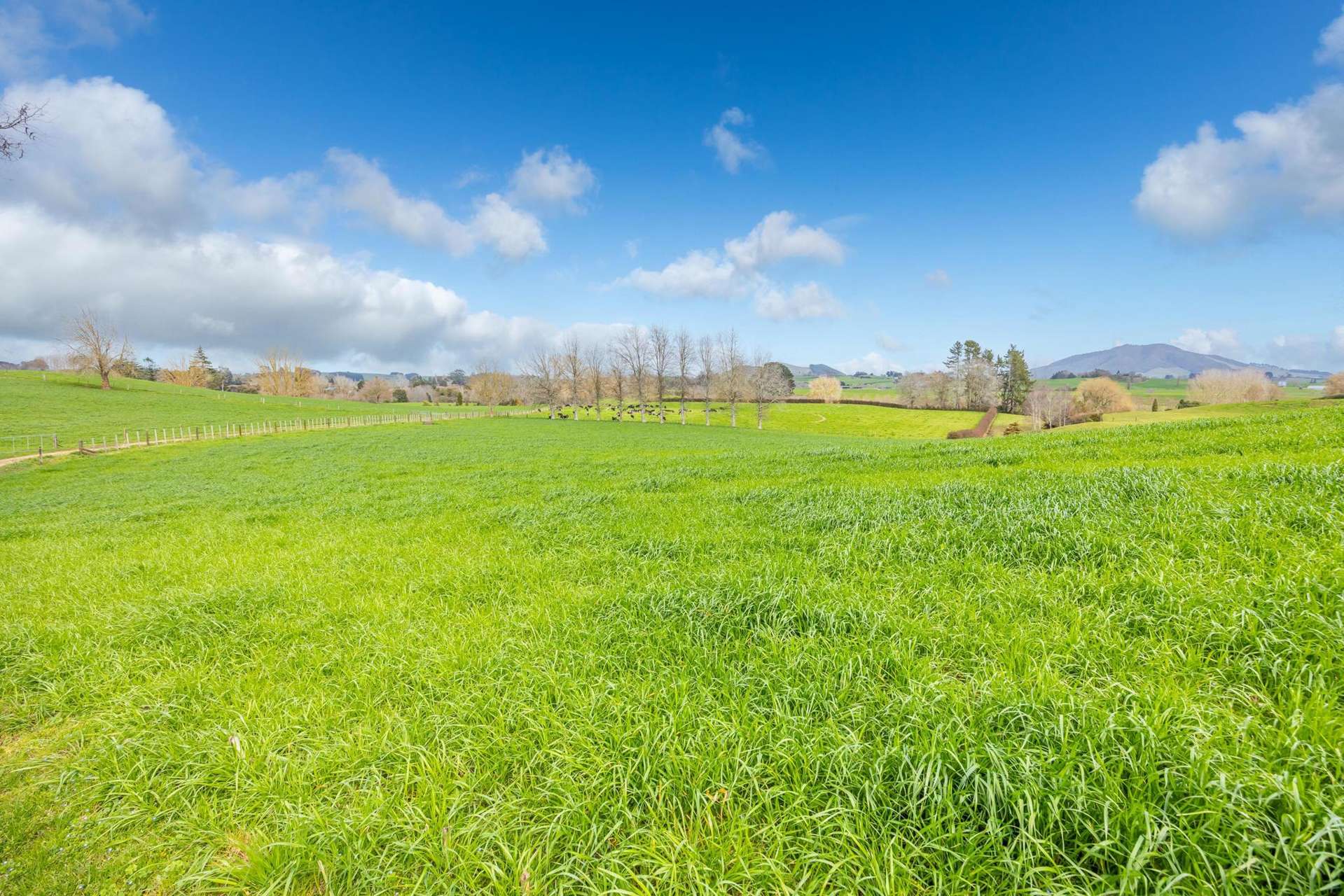 275 St Leger Rd Kihikihi_0